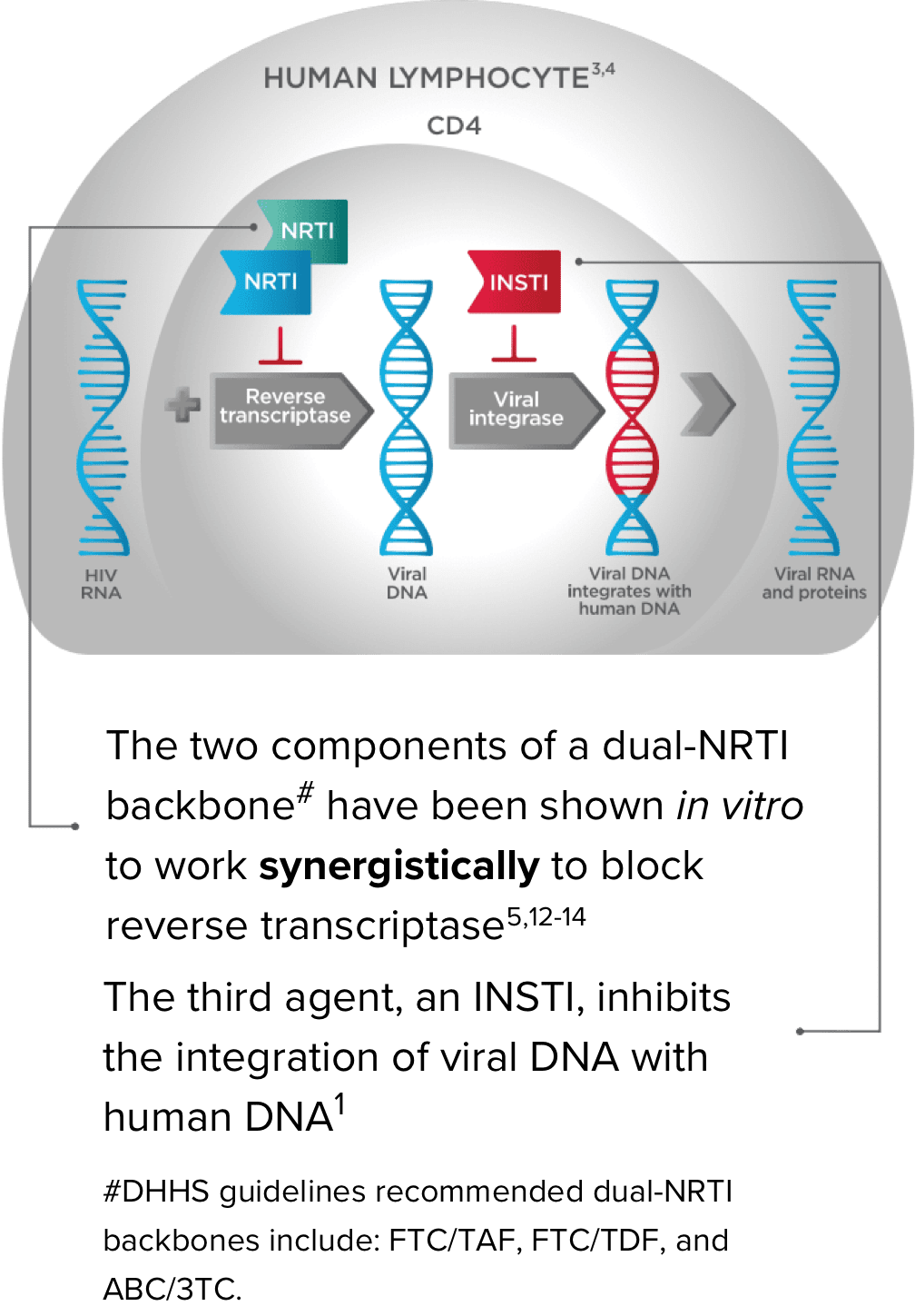 Chart showing two components of a dual-NRTI working to block reverse transcriptase.